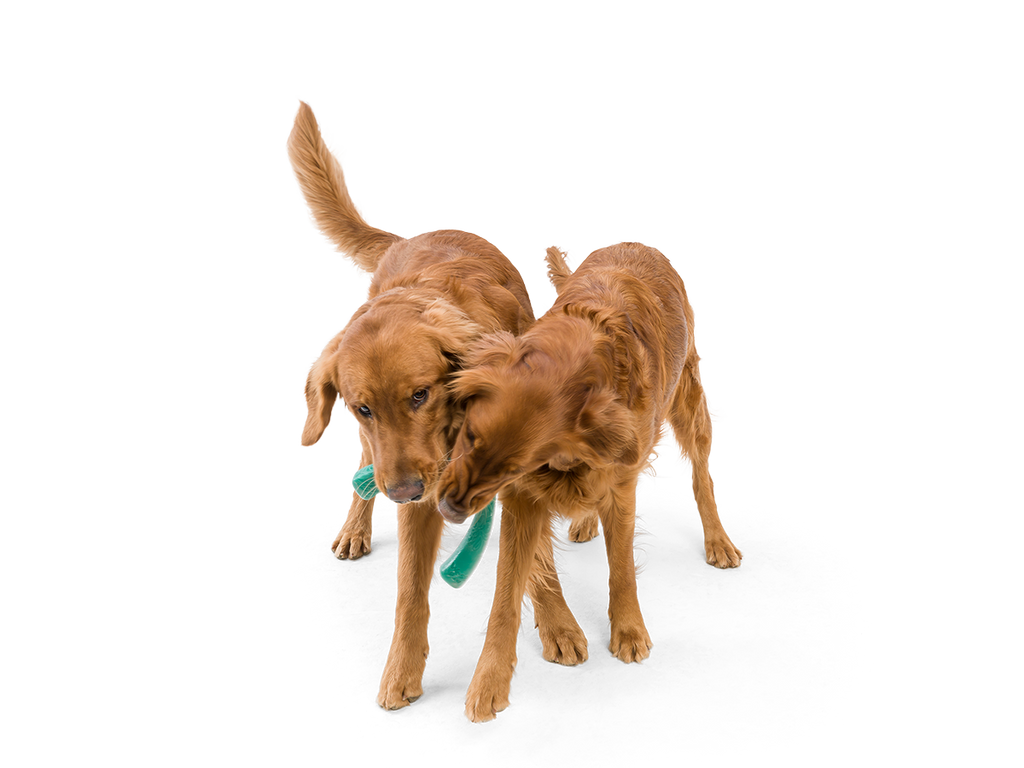 West Paw - Snorkl® Dog Toy for Play, Tug, and Fetch - Dog.Dog.Cat.