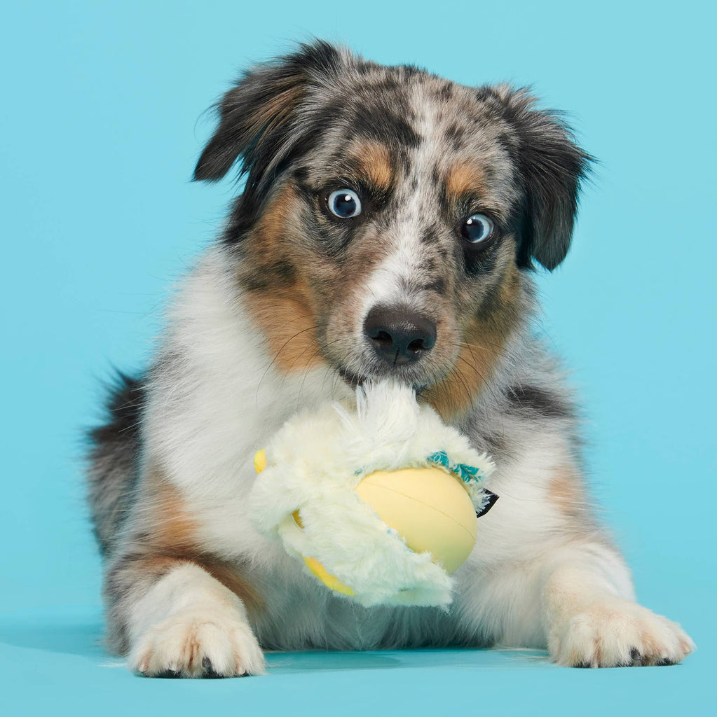 BARK Tough Chick Chicken Super Chewer Dog Toy Yellow SM/MED - Dog.Dog.Cat.