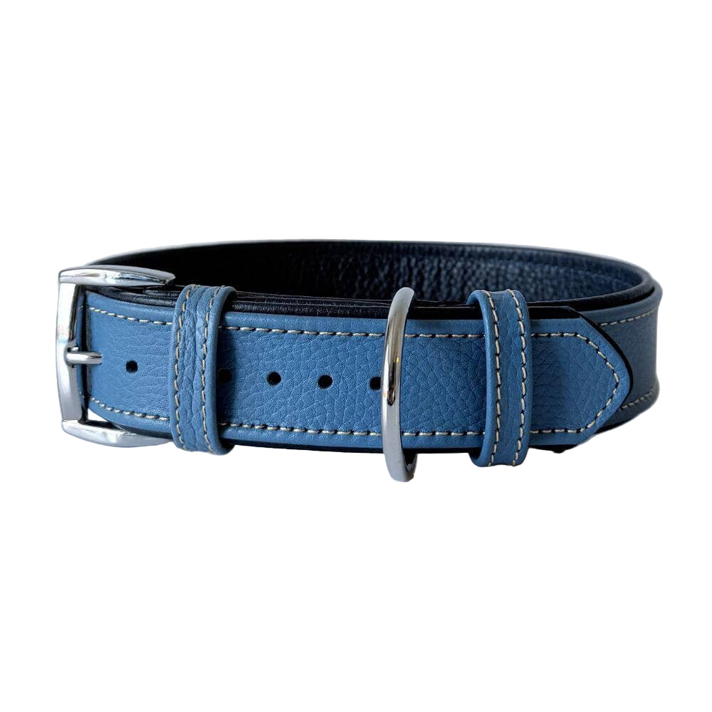 Blue leather dog collar with silver buckle on a light gray background