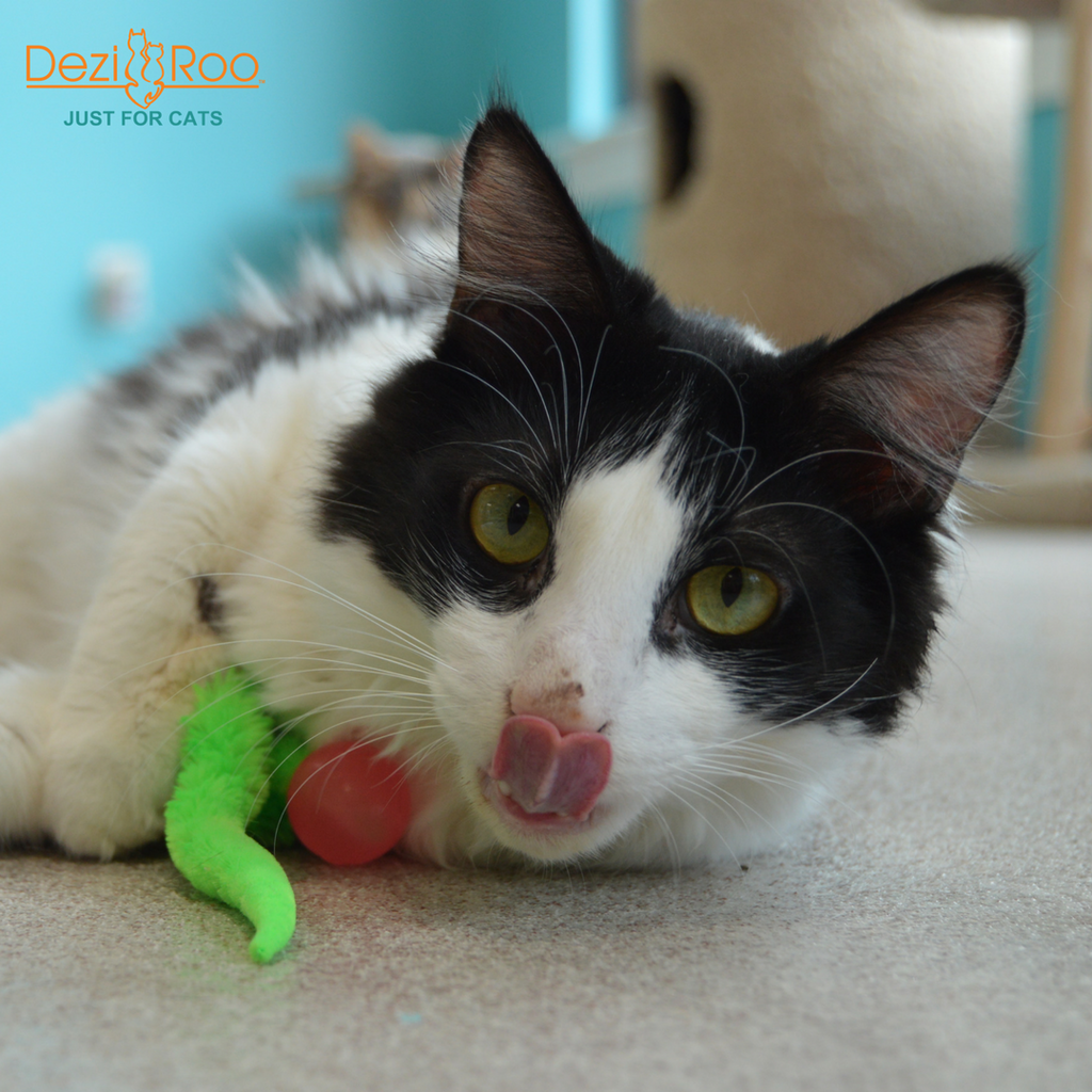 Wiggly Glow in the Dark Cat Toy Bouncy Ball - Dog.Dog.Cat.