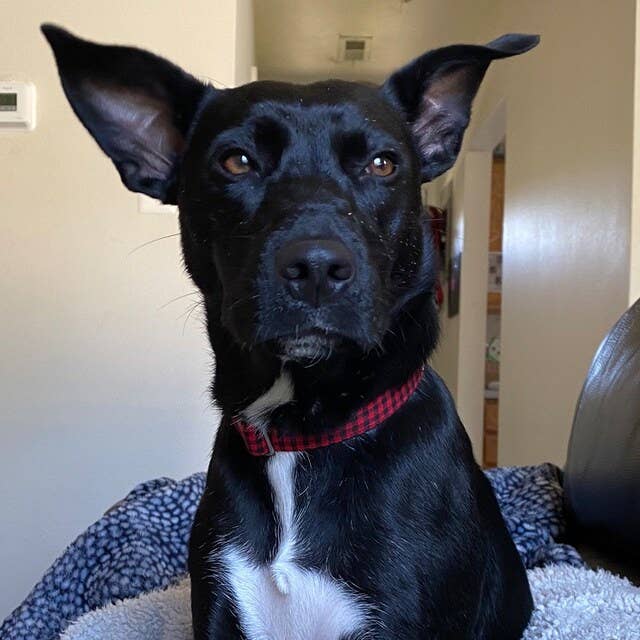 Plaid Dog Collar Red Buffalo Check Winter Style Handmade USA - Dog.Dog.Cat.