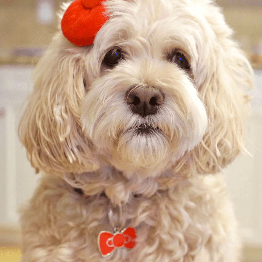 Bow Pet ID Tag - Dog.Dog.Cat.