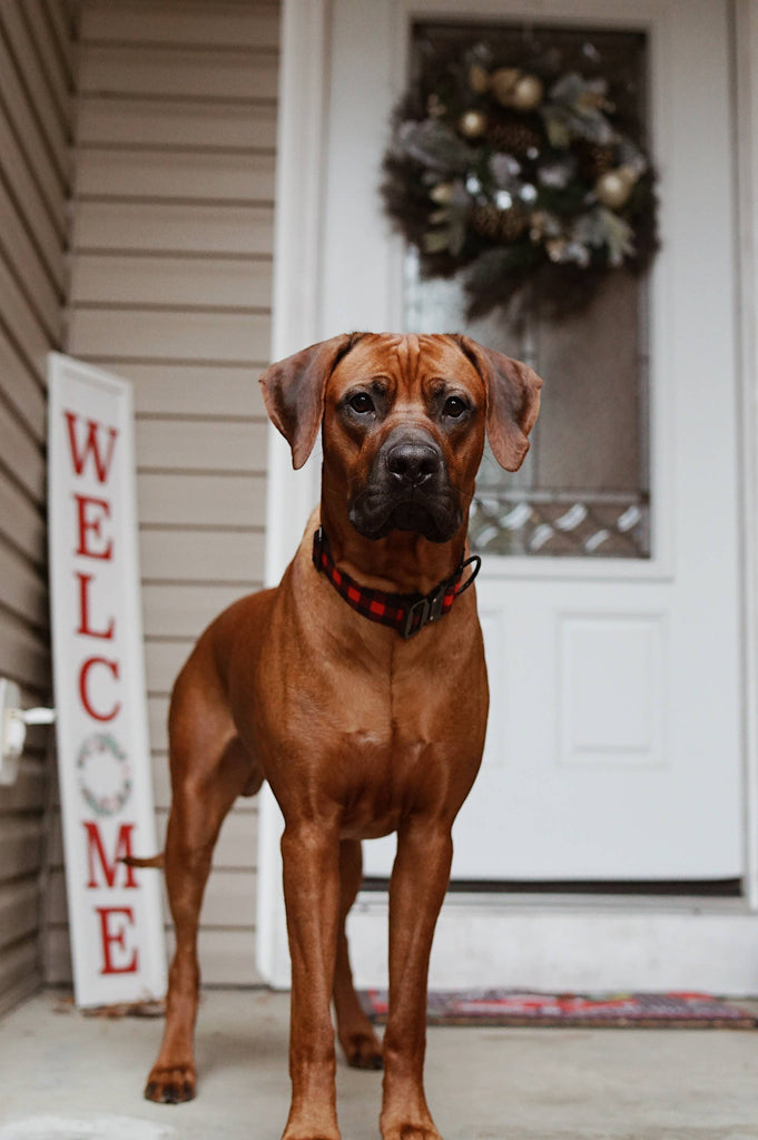 Outback Hound - Classic Plaid Dog Collar - Dog.Dog.Cat.