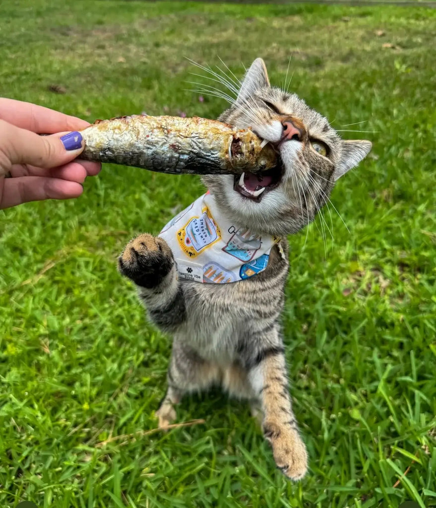 Golden Nibbles - Sardines - 5" to 7" in & Freeze-Dried Treat for Dogs & Cats - Dog.Dog.Cat.