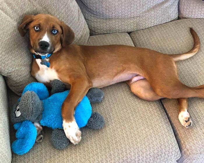 Cycle Dog - Duraplush Moose Dog Toy - Dog.Dog.Cat.