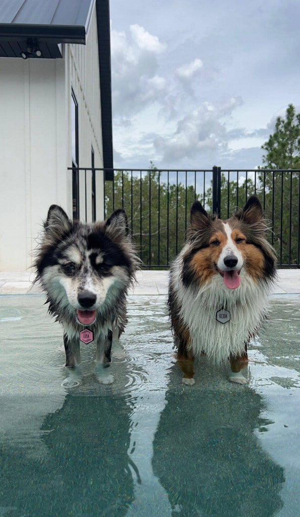 Besties Pets - Blossom Silicone Dog ID Tag - Dog.Dog.Cat.