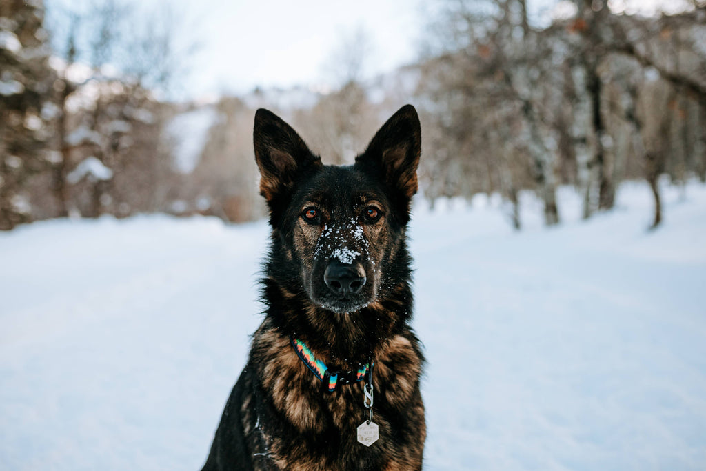 Mountain Sunset Dog Collar - Dog.Dog.Cat.