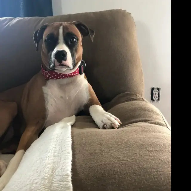 Red Dog Collar Polka Dot Retro Style Pet Collar Handmade USA - Dog.Dog.Cat.