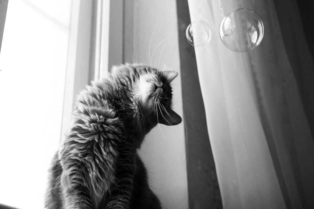 Meaty Bubbles - Smokey Bacon Bubbles - Dog.Dog.Cat.