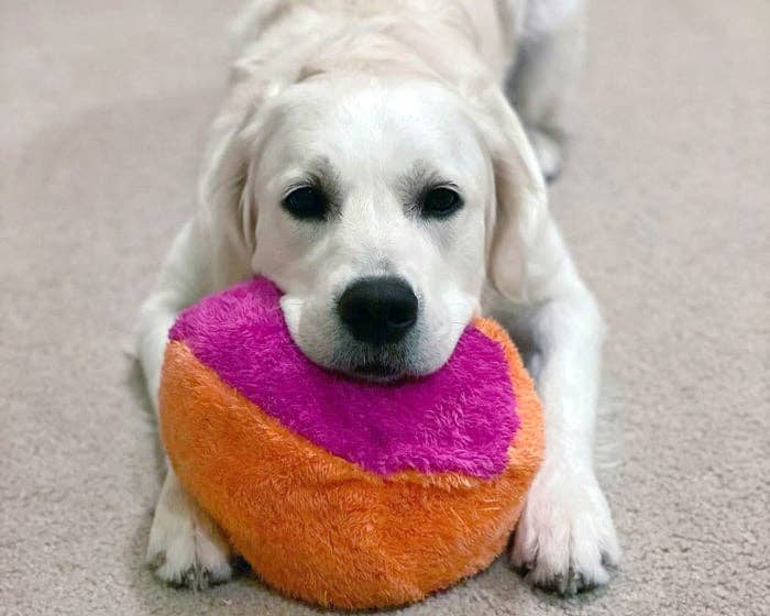 Cycle Dog - Duraplush FuzzBall Dog Toy - Dog.Dog.Cat.
