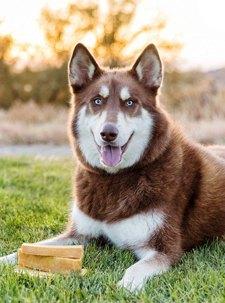 Himalayan Yak Chews - X-Large Sized - 5lbs. Bulk - Dog.Dog.Cat.
