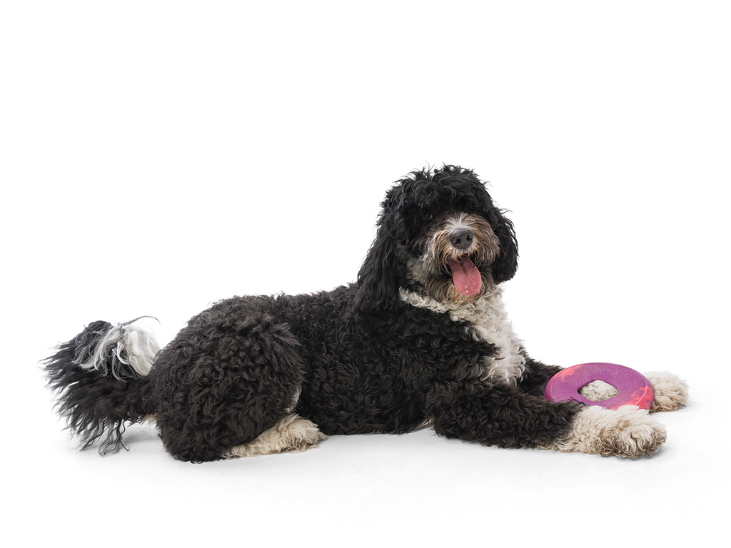 West Paw - Sailz® Dog Flying Disc Fetch Toy - Dog.Dog.Cat.