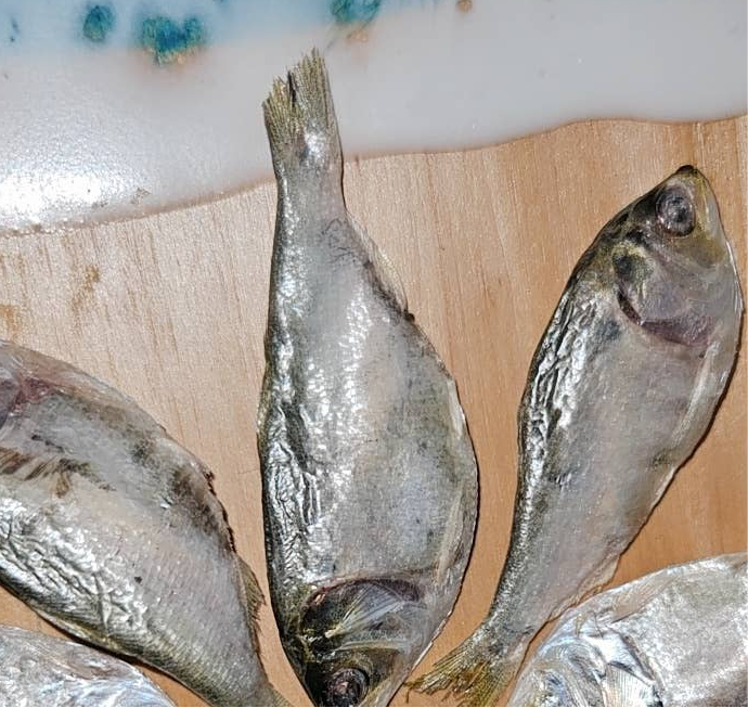 Freeze Dried Menhaden Baby  Each - Dog.Dog.Cat.