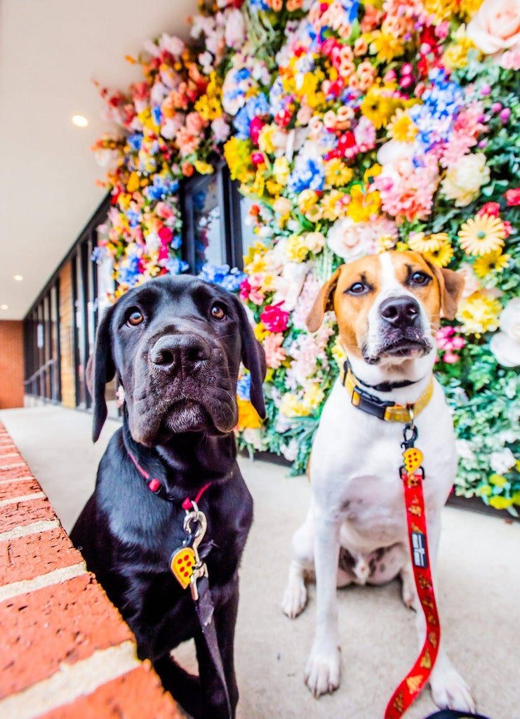 Besties Pets - Pizza Your Heart BFF Silicone Pet ID Tag Set - Dog.Dog.Cat.