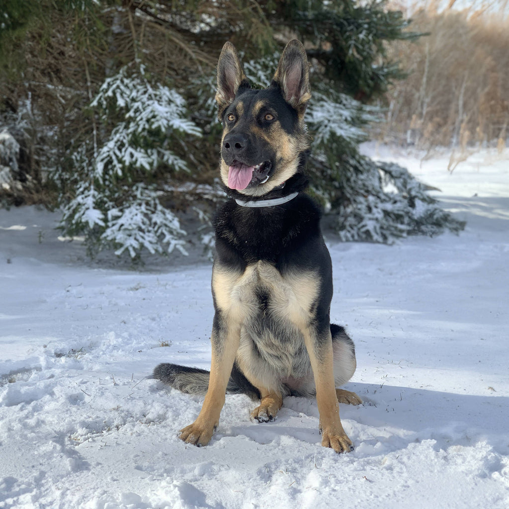 Rhino Wax - Dog Paw Protection - Snow Wax 2oz - Dog.Dog.Cat.