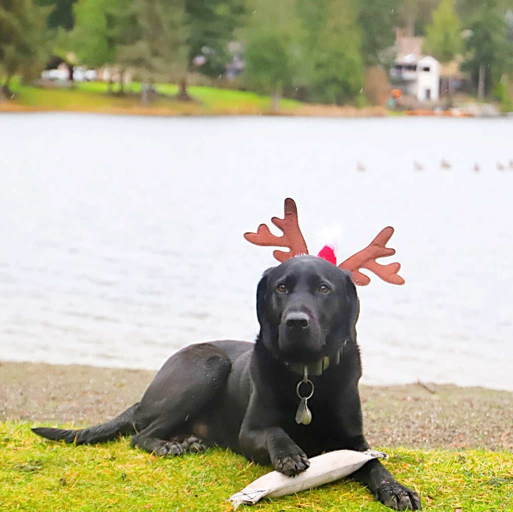 Go Go Dog Toys - Recycled Fire Hose - Rubber Lined Throw Dog Toy - Large - Dog.Dog.Cat.