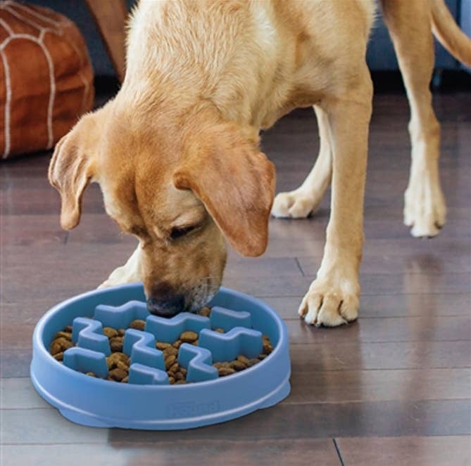Pet Palette Distribution - Outward Hound - Fun Feeder Slo Bowl - Blue Large - Dog.Dog.Cat.