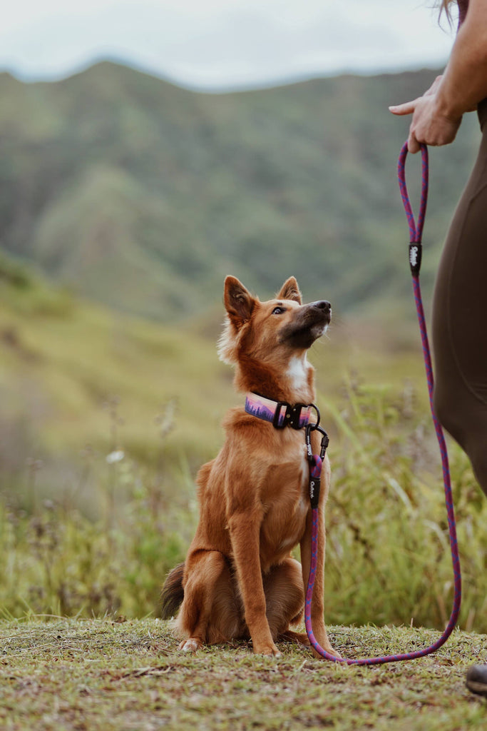 Mountain Sunrise Dog Collar - Dog.Dog.Cat.
