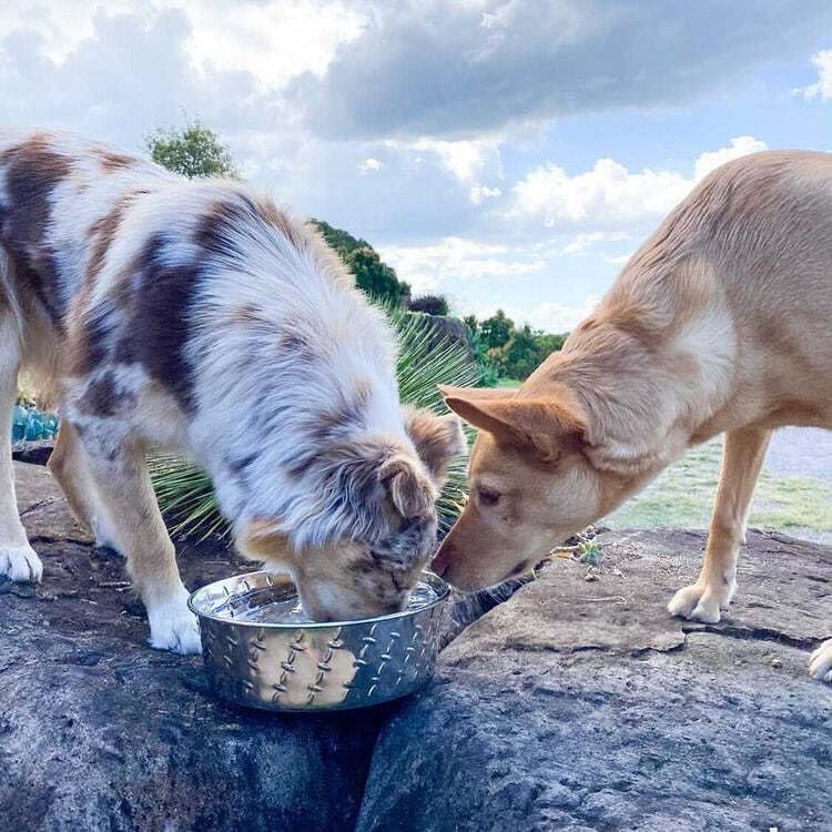 Loving Pet Diamond Plated Bowl - Dog.Dog.Cat.