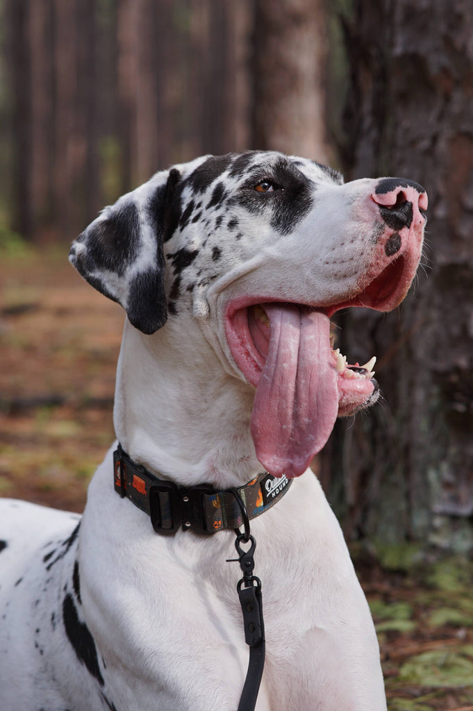 Enchanted Forest Dog Collar - Dog.Dog.Cat.