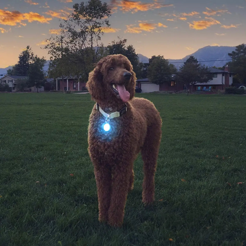 Nite Ize SpotLit® Rechargeable Collar Light - Blue - Dog.Dog.Cat.