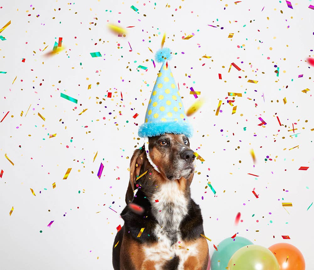 BARK The Party Farter Medium - Dog.Dog.Cat.