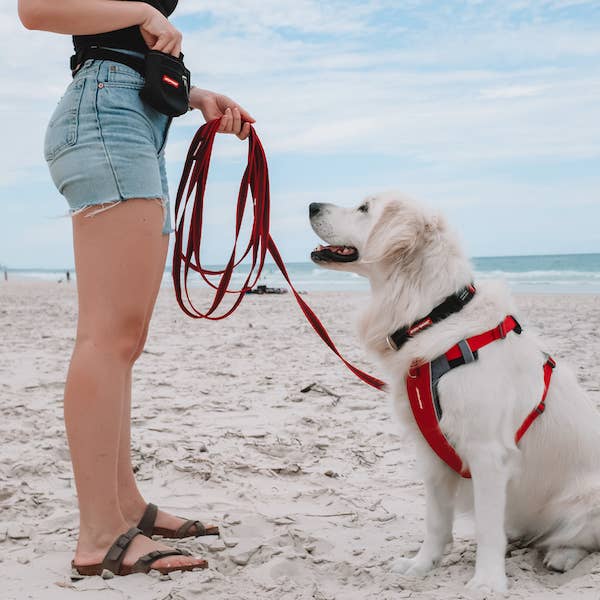Ezydog Track & Train Leash - Dog.Dog.Cat.