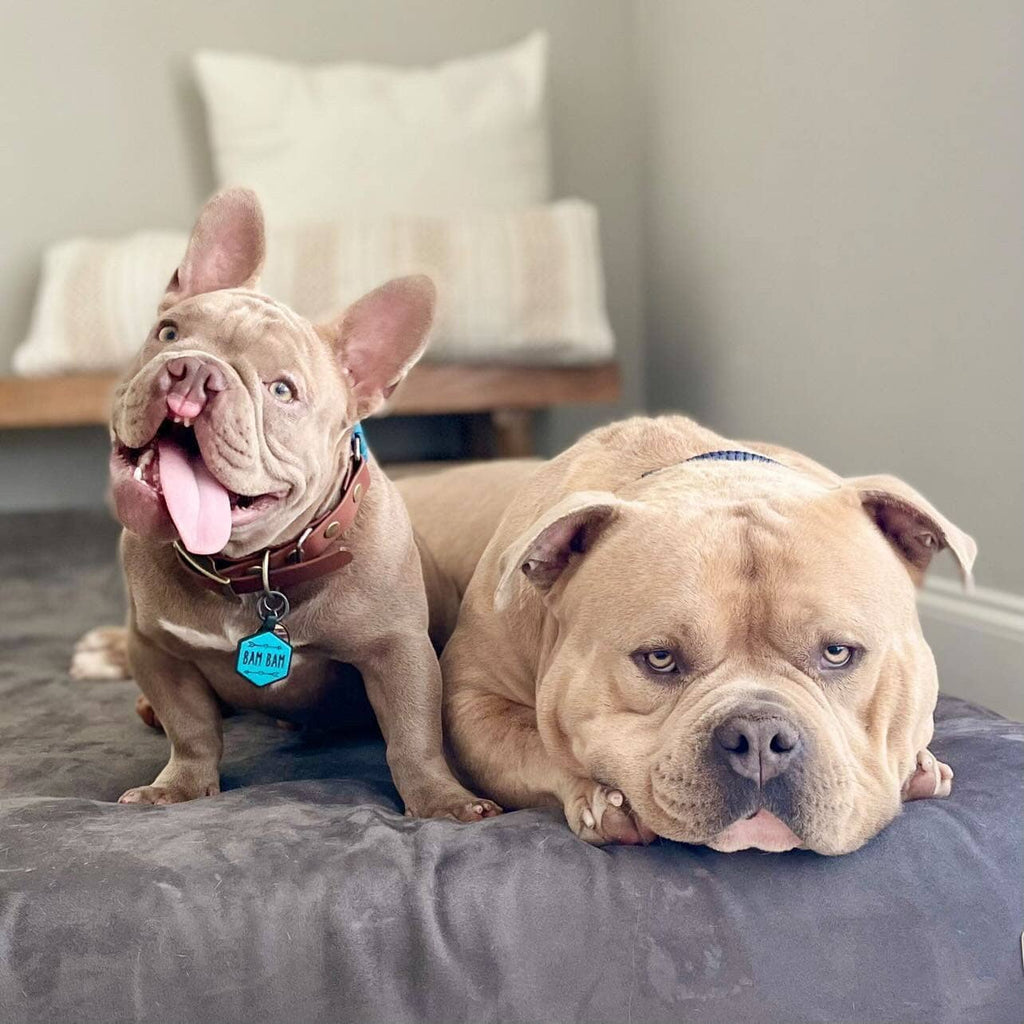 Besties Pets - Wild One Silicone Dog ID Tag - Dog.Dog.Cat.