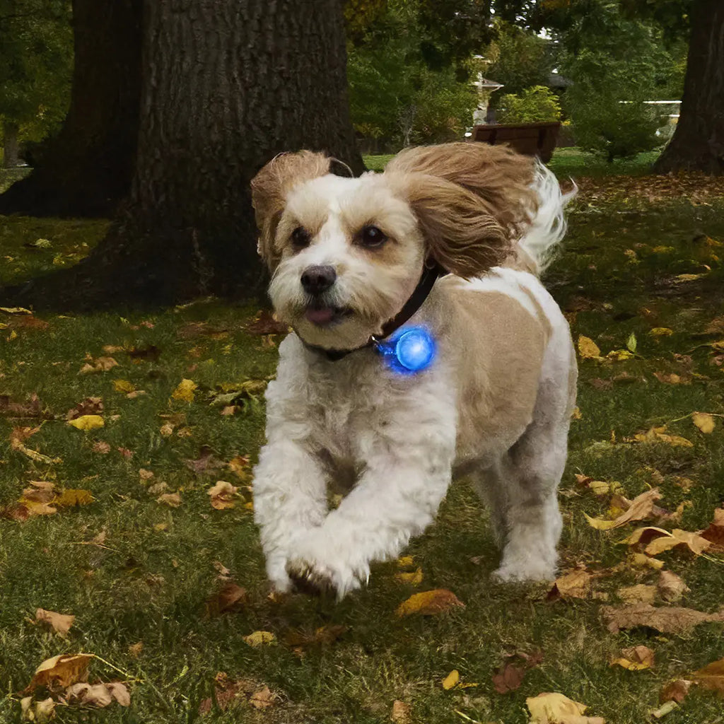 Nite Ize SpotLit® Rechargeable Collar Light - Blue - Dog.Dog.Cat.