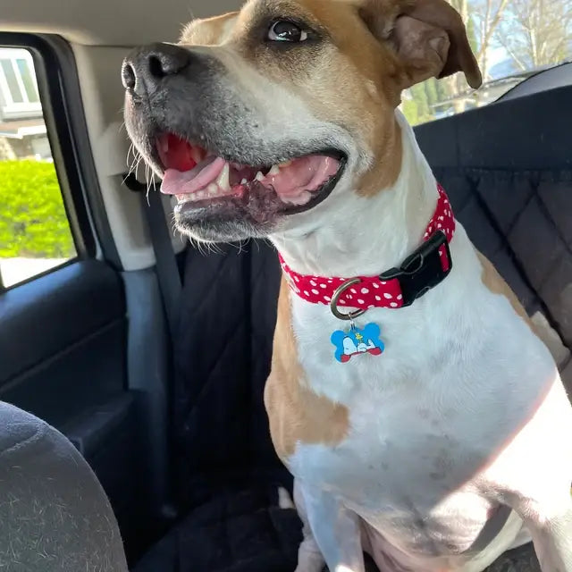 Red Dog Collar Polka Dot Retro Style Pet Collar Handmade USA - Dog.Dog.Cat.