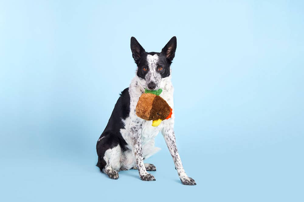 BARK Fowl Play - Dog.Dog.Cat.