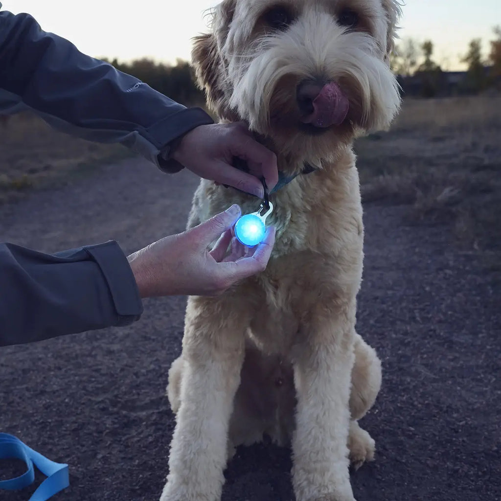 Nite Ize SpotLit® Rechargeable Collar Light - Blue - Dog.Dog.Cat.