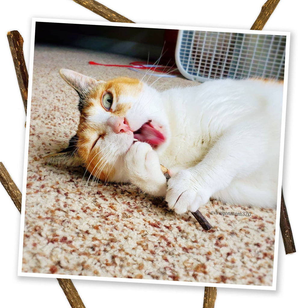 Meowijuana Silvervine Stick 6 pack - Dog.Dog.Cat.