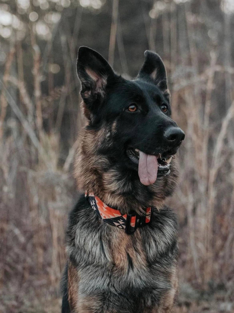 Aztec Dog Collar - Dog.Dog.Cat.