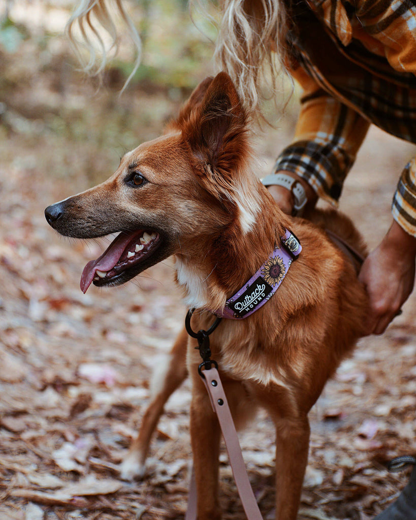 Bees Knees Lilac Dog Collar - Dog.Dog.Cat.