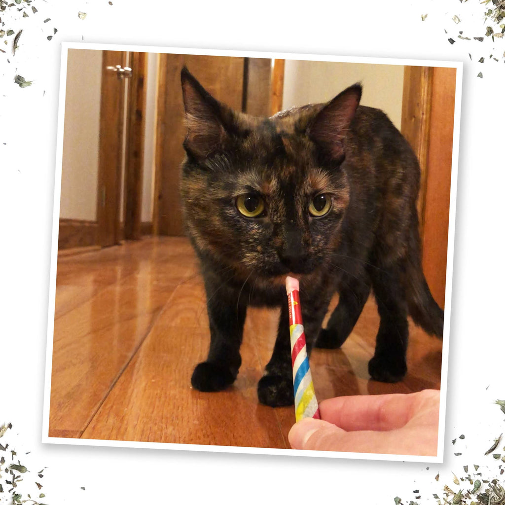 Meowijuana Birthjays - Party Sized Catnip Joints - A fun birthday Cat Toy - Dog.Dog.Cat.