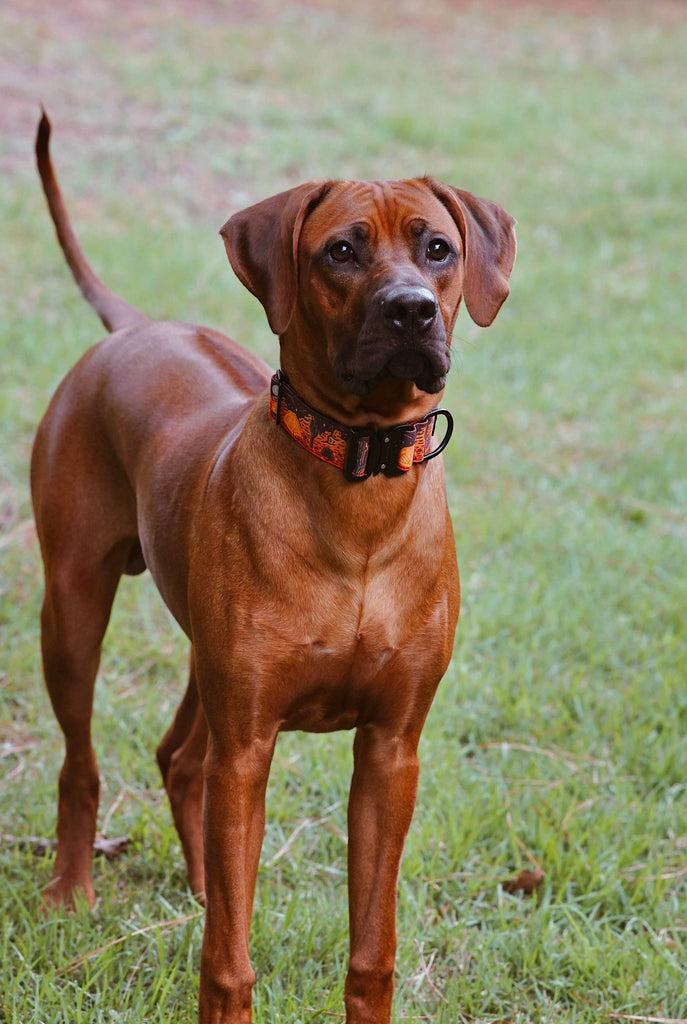 Desert Camp Out Dog Collar - Black - Dog.Dog.Cat.