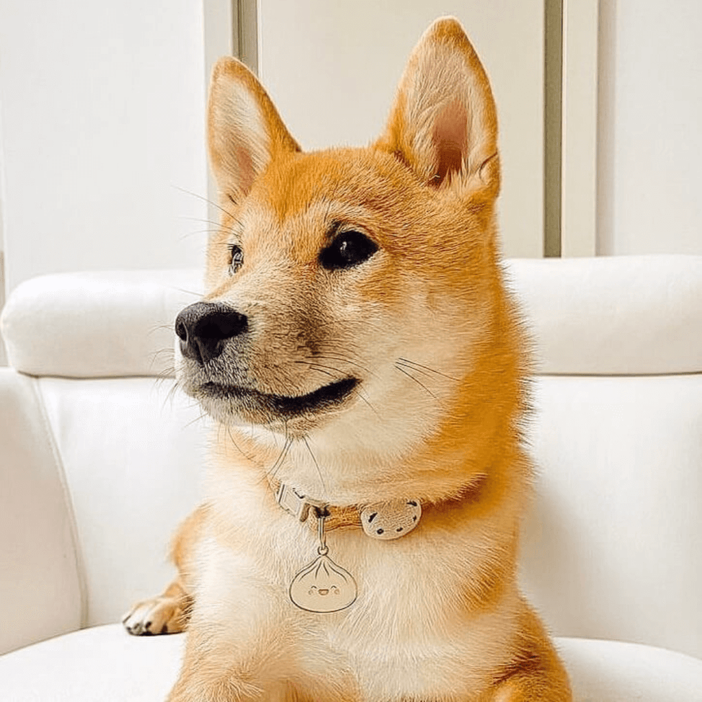 Dumpling Pet ID Tag - Dog.Dog.Cat.