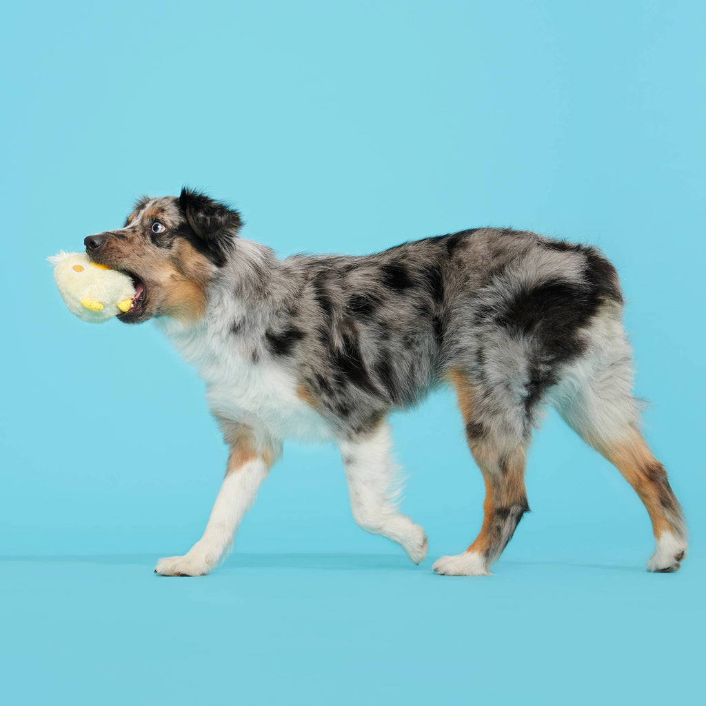 BARK Tough Chick Chicken Super Chewer Dog Toy Yellow SM/MED - Dog.Dog.Cat.