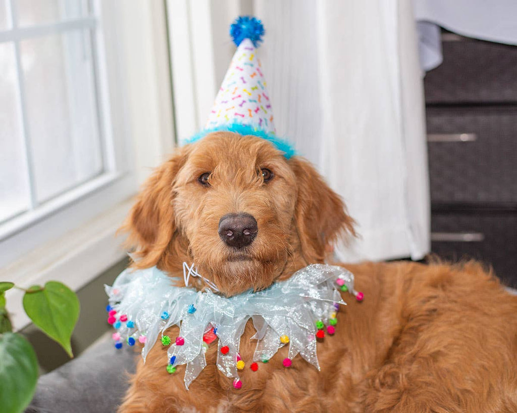 Multipet Party Hat for Pets in Various Sizes - Dog.Dog.Cat.