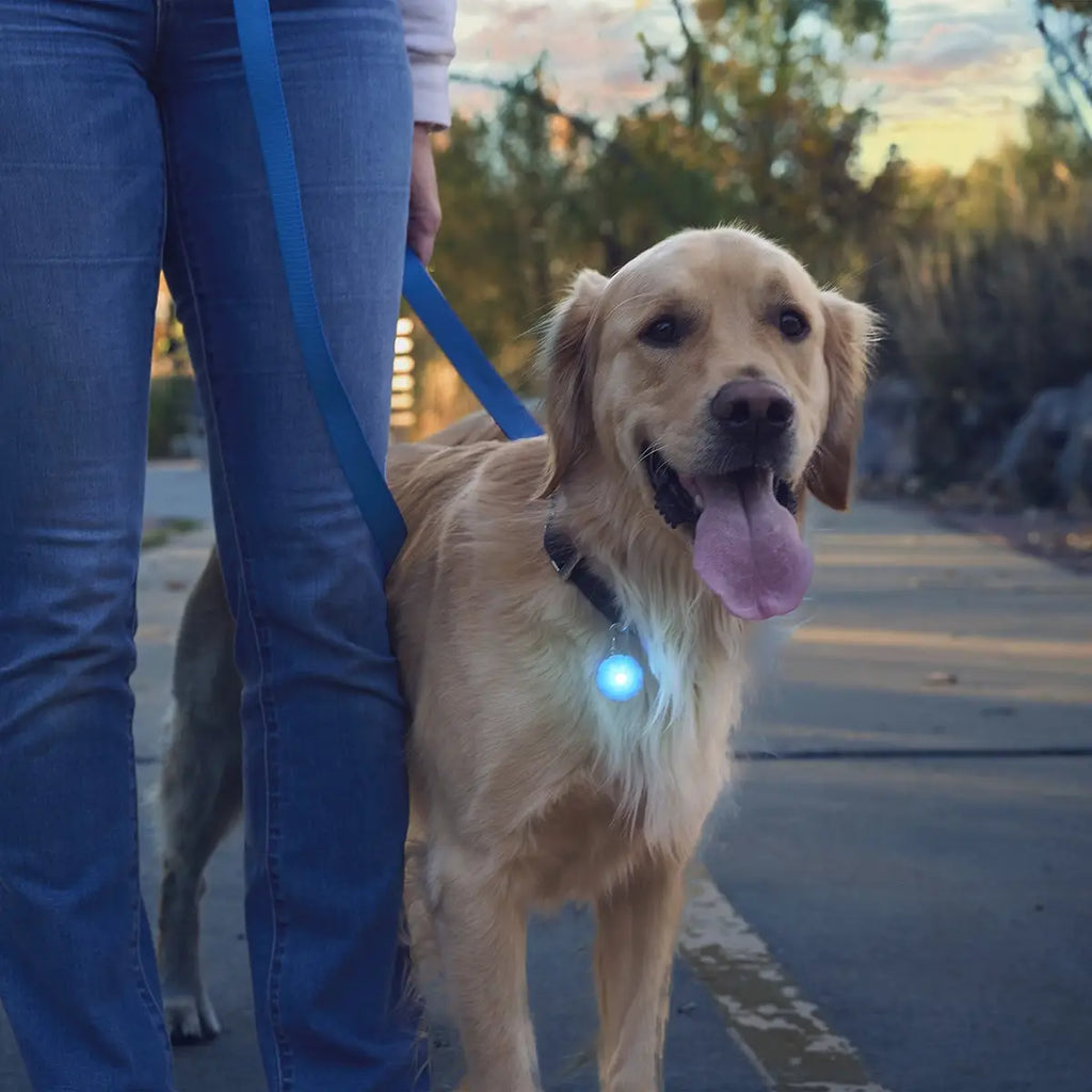 Nite Ize SpotLit® Rechargeable Collar Light - Blue - Dog.Dog.Cat.