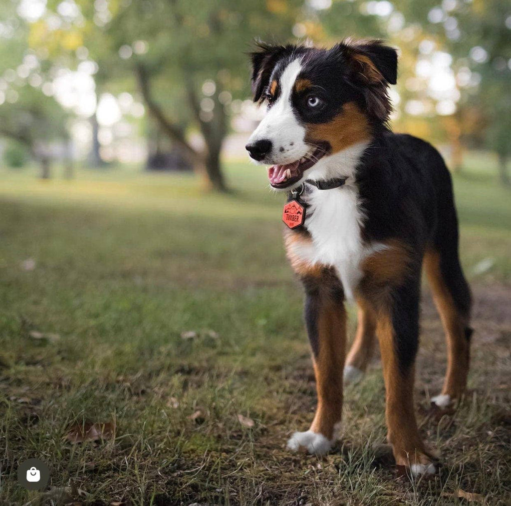 Besties Pets - Mountain Adventure Silicone Dog ID Tag: Sky Blue - Dog.Dog.Cat.