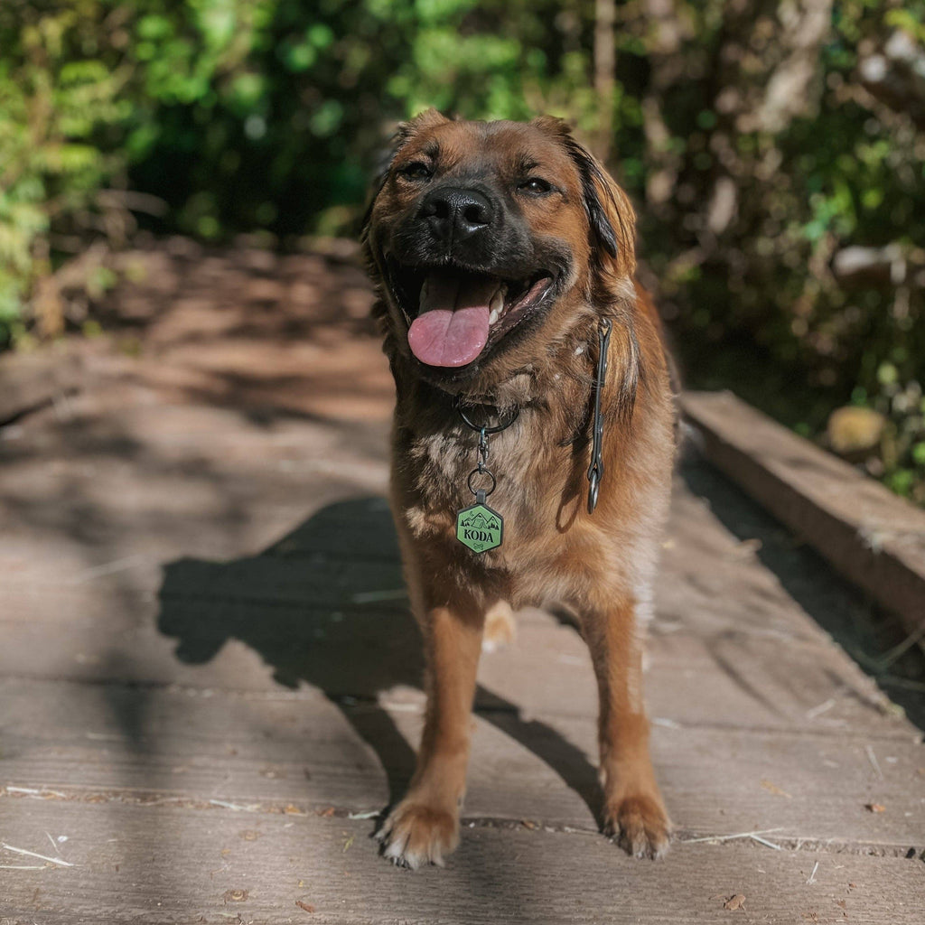 Besties Pets - Fantastic Fungi Silicone Dog ID Tag - Dog.Dog.Cat.