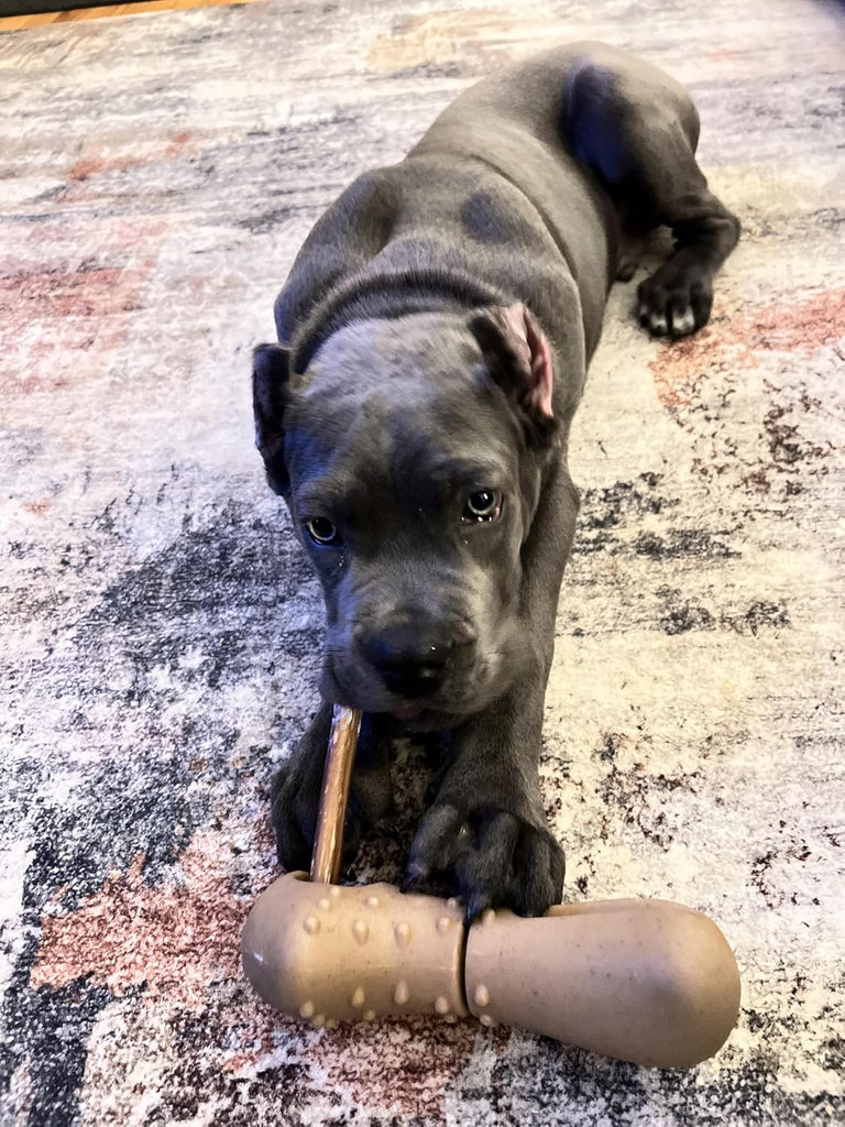 Tall Tails Bully Stick Holder - Dog.Dog.Cat.