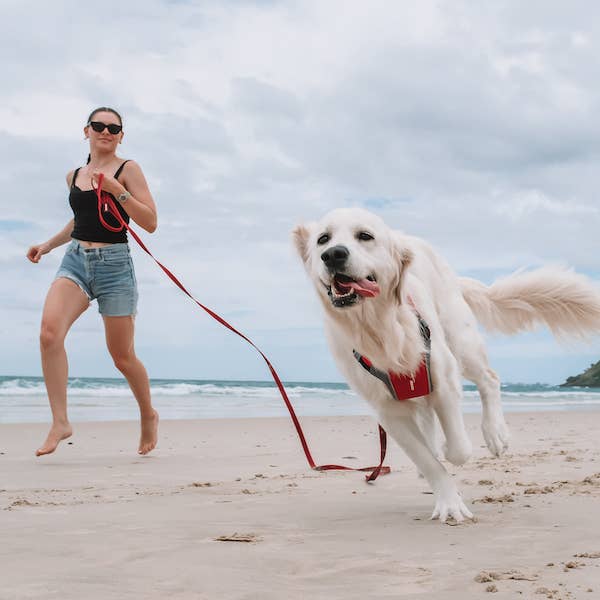 Ezydog Track & Train Leash - Dog.Dog.Cat.