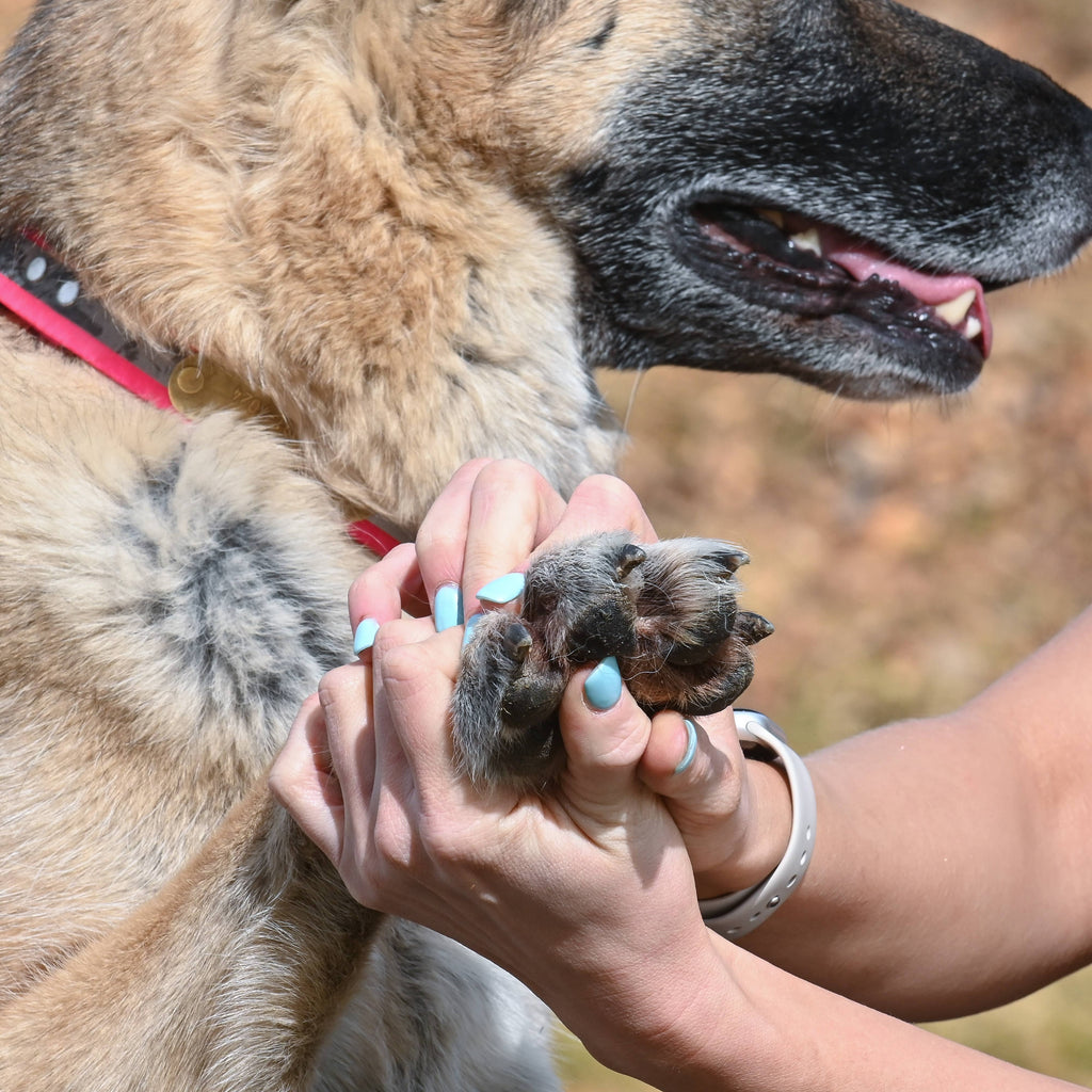 Dog Paw Protection - Beach Wax 2oz - Dog.Dog.Cat.