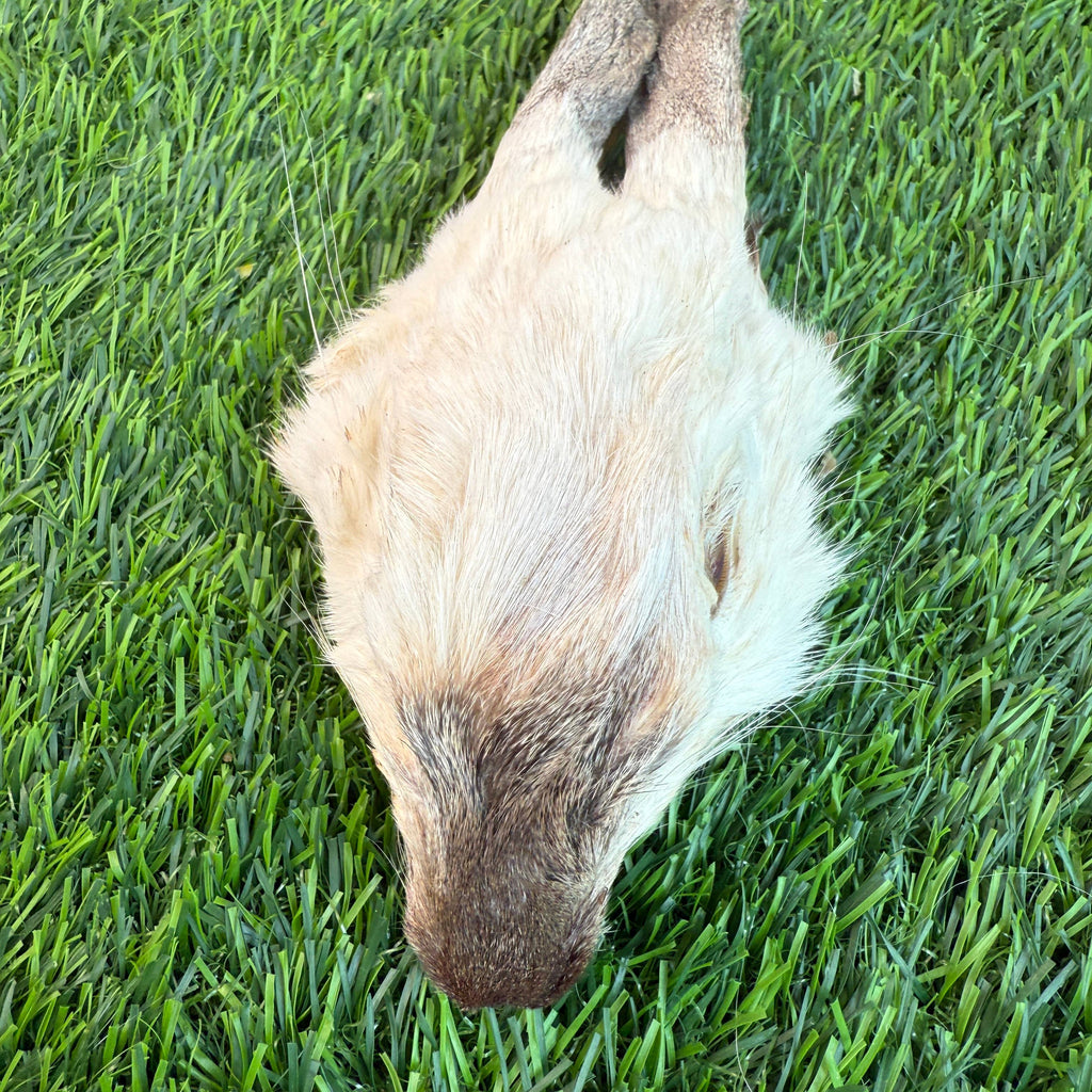 Golden Nibbles - Rabbit Head (Whole) - Dehydrated for Dogs - Dog.Dog.Cat.