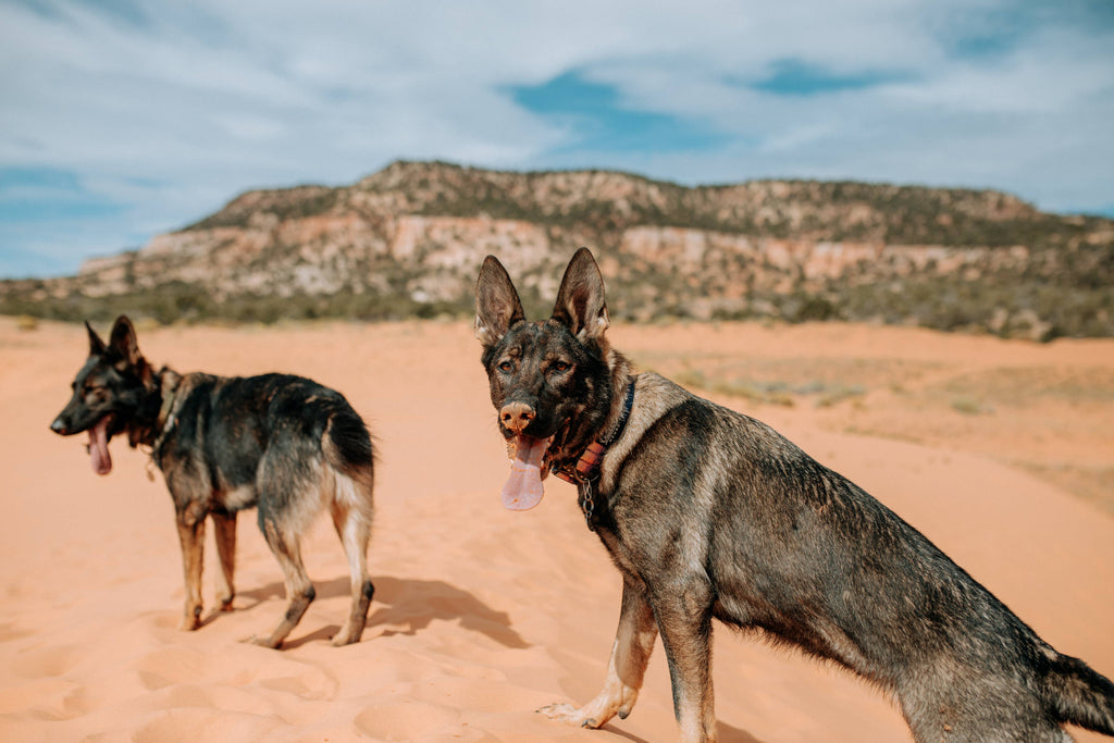 Mountain Sunrise Dog Collar - Dog.Dog.Cat.