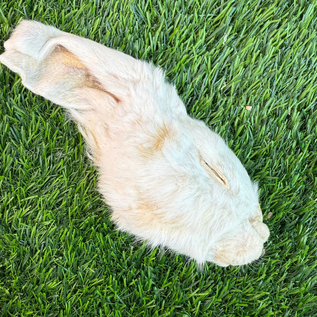 Golden Nibbles - Rabbit Half Head - Freeze-Dried Treat/Chew for Dogs - Dog.Dog.Cat.