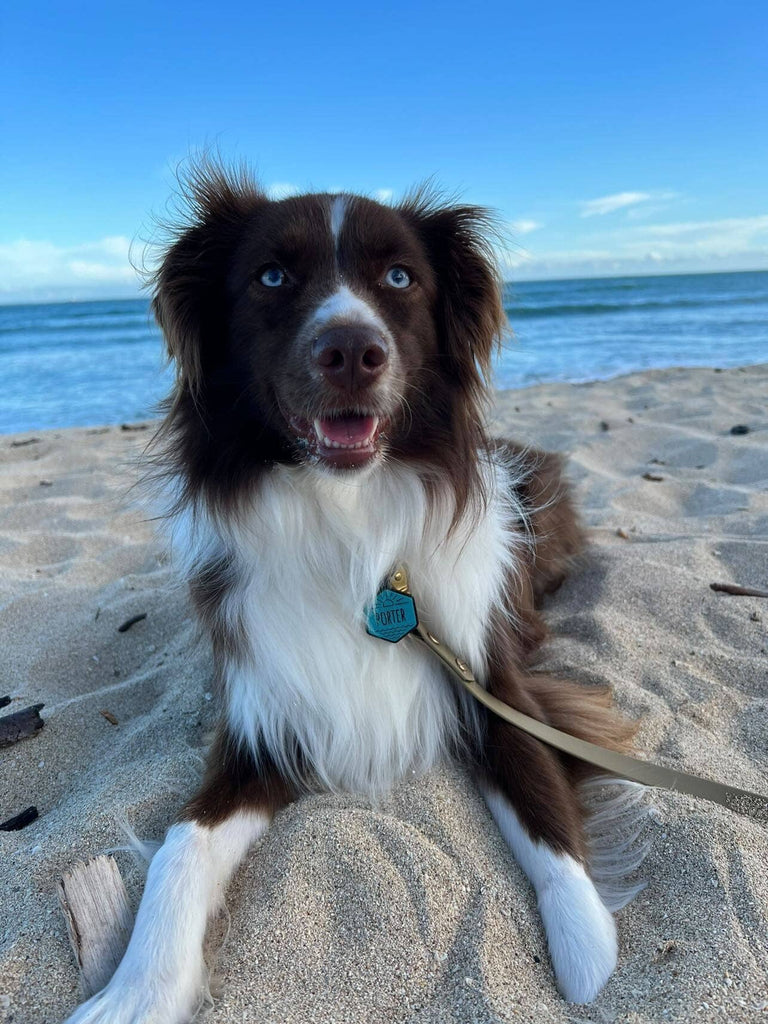 Besties Pets - Salt and Sun Silicone Dog ID Tag - Dog.Dog.Cat.